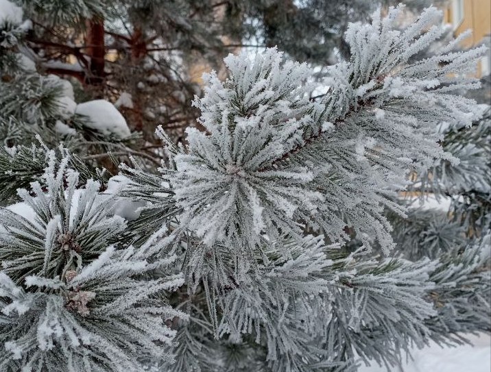 В Рязанской области ожидается оттепель